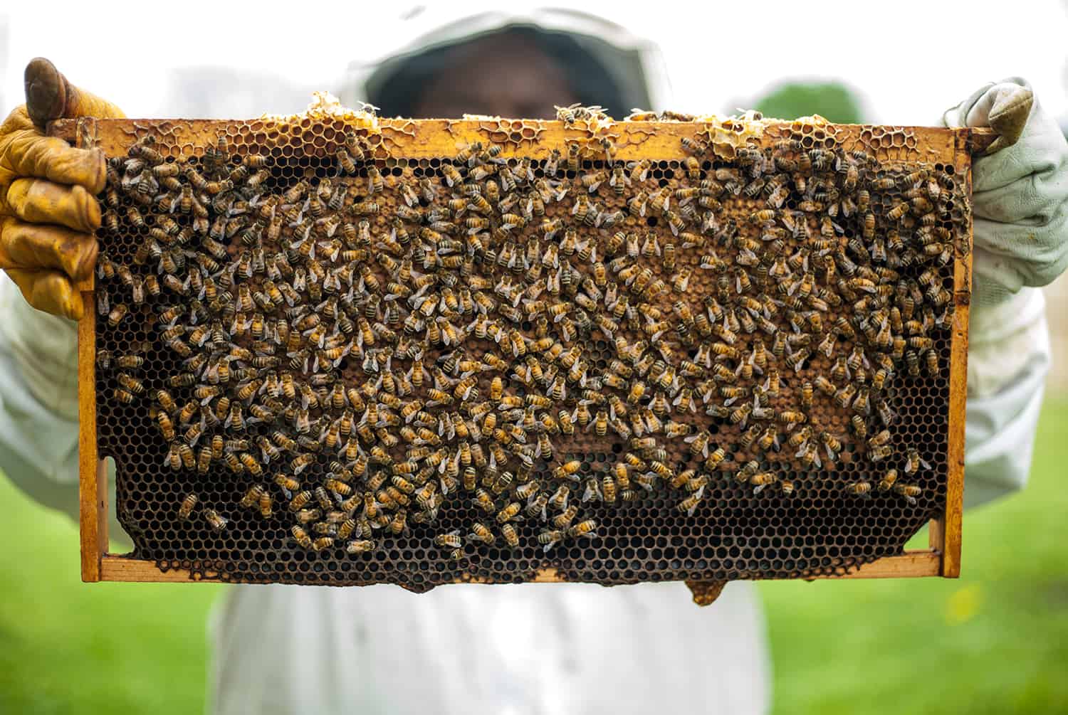 The best method to Begin a Beehive * Huge Weblog of Gardening