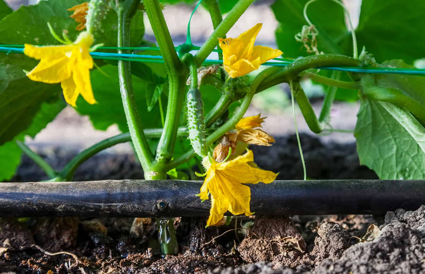 Drip Irrigation Fundamentals (with Movement photos) * Massive Weblog of Gardening