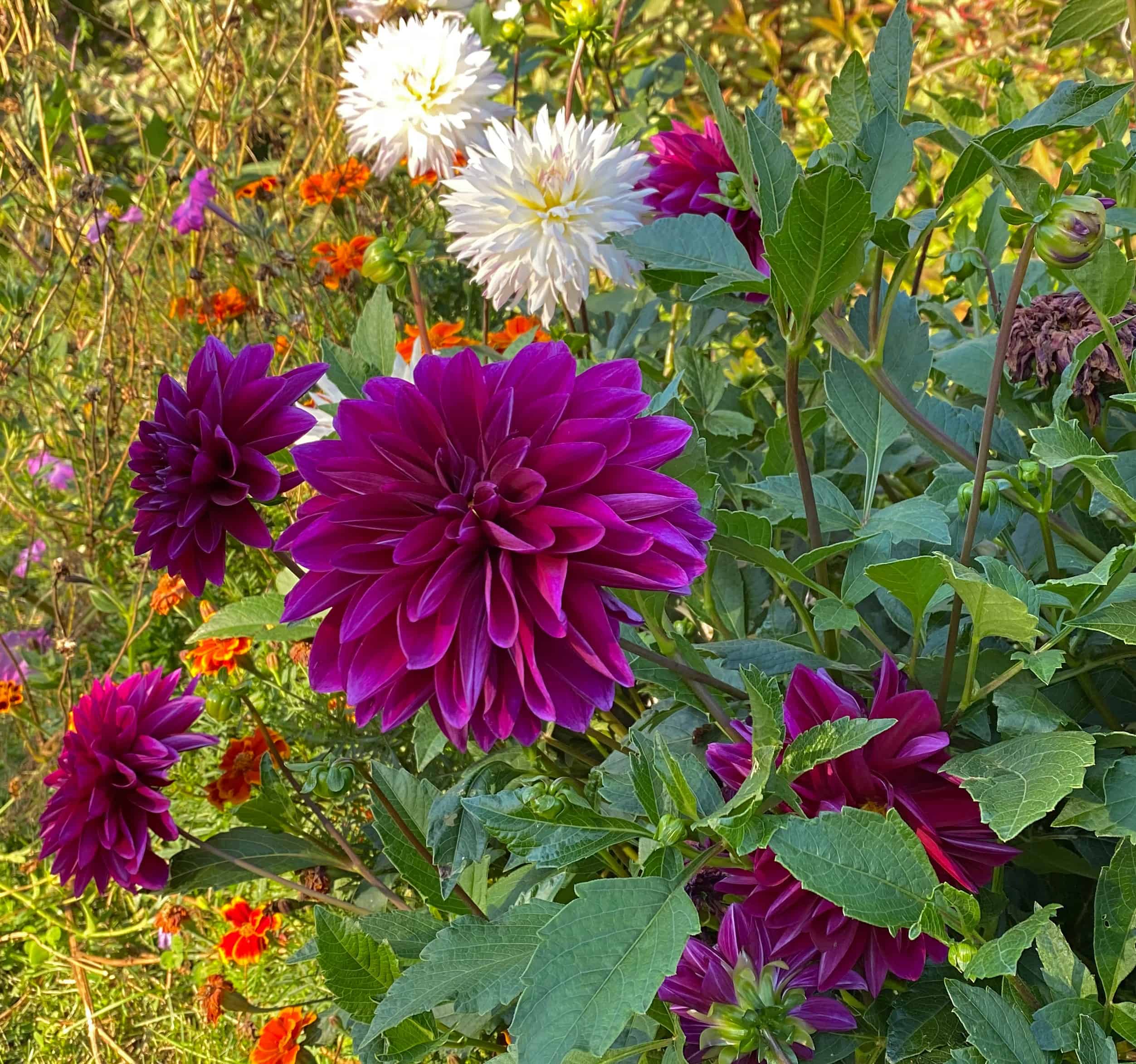 The 4 Finest Showstopper Summer time season Blooms For Your Yard * Monumental Weblog of Gardening