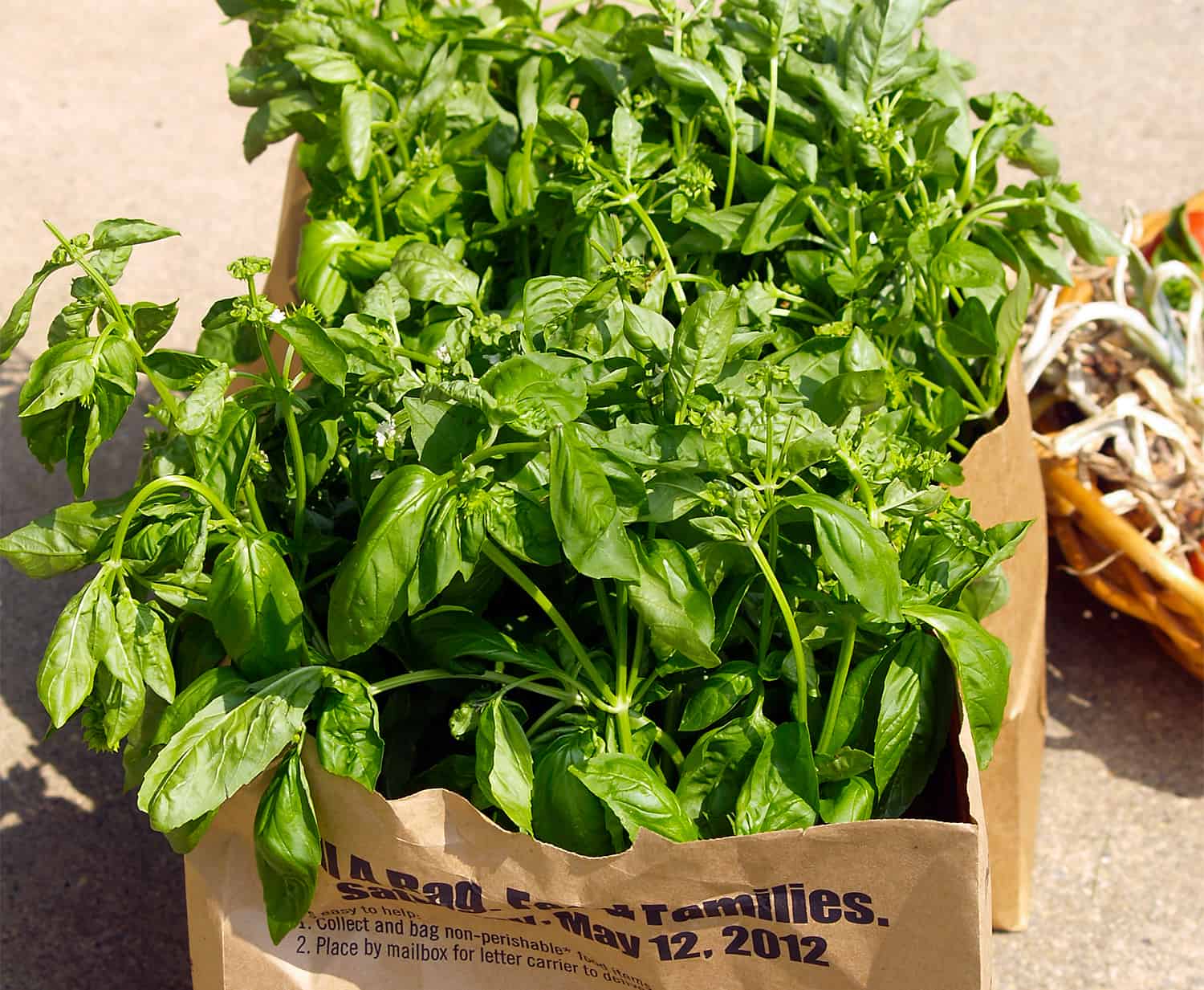 The becoming technique to Develop Basil * Giant Weblog of Gardening