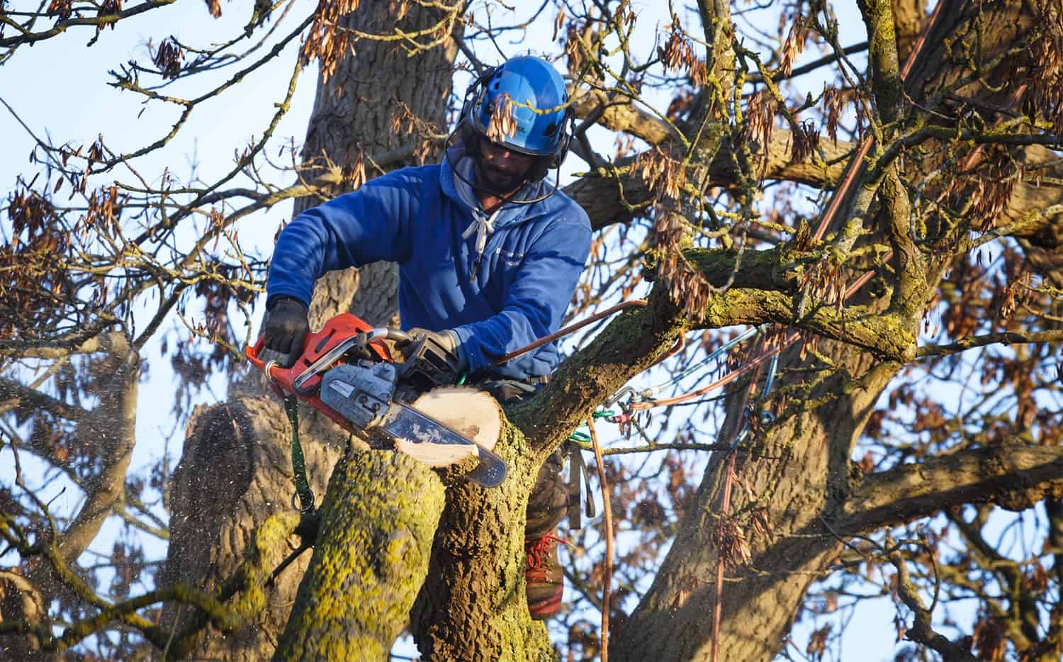 How To Safely Reduce Down a Massive Tree * Huge Weblog of Gardening