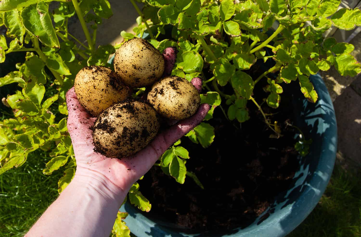 How one can Develop Potatoes in Containers * Giant Weblog of Gardening