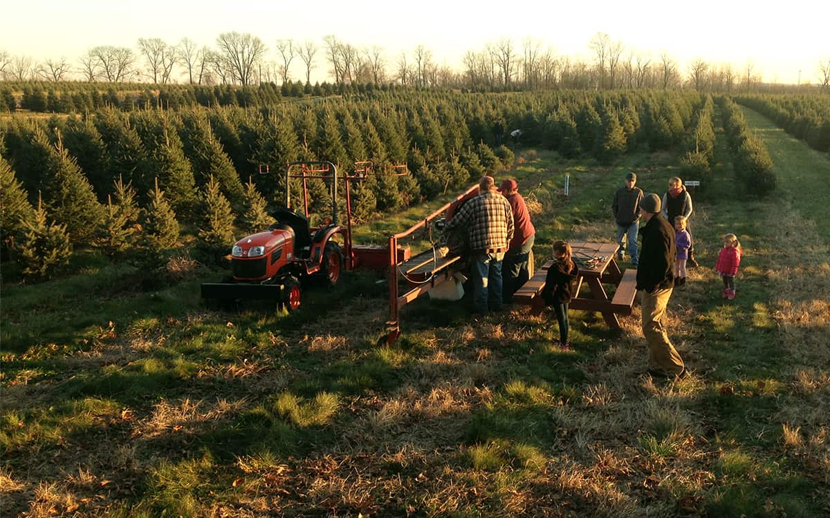 Is Your Newest Lower Christmas Tree Actually “Inexperienced”? * Huge Weblog of Gardening