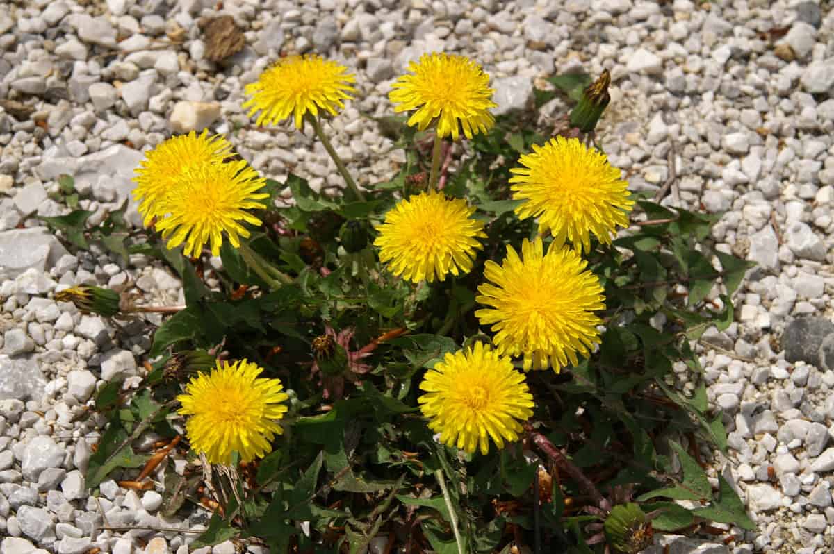 Do You Actually Ought to Take away Dandelions? * Giant Weblog of Gardening