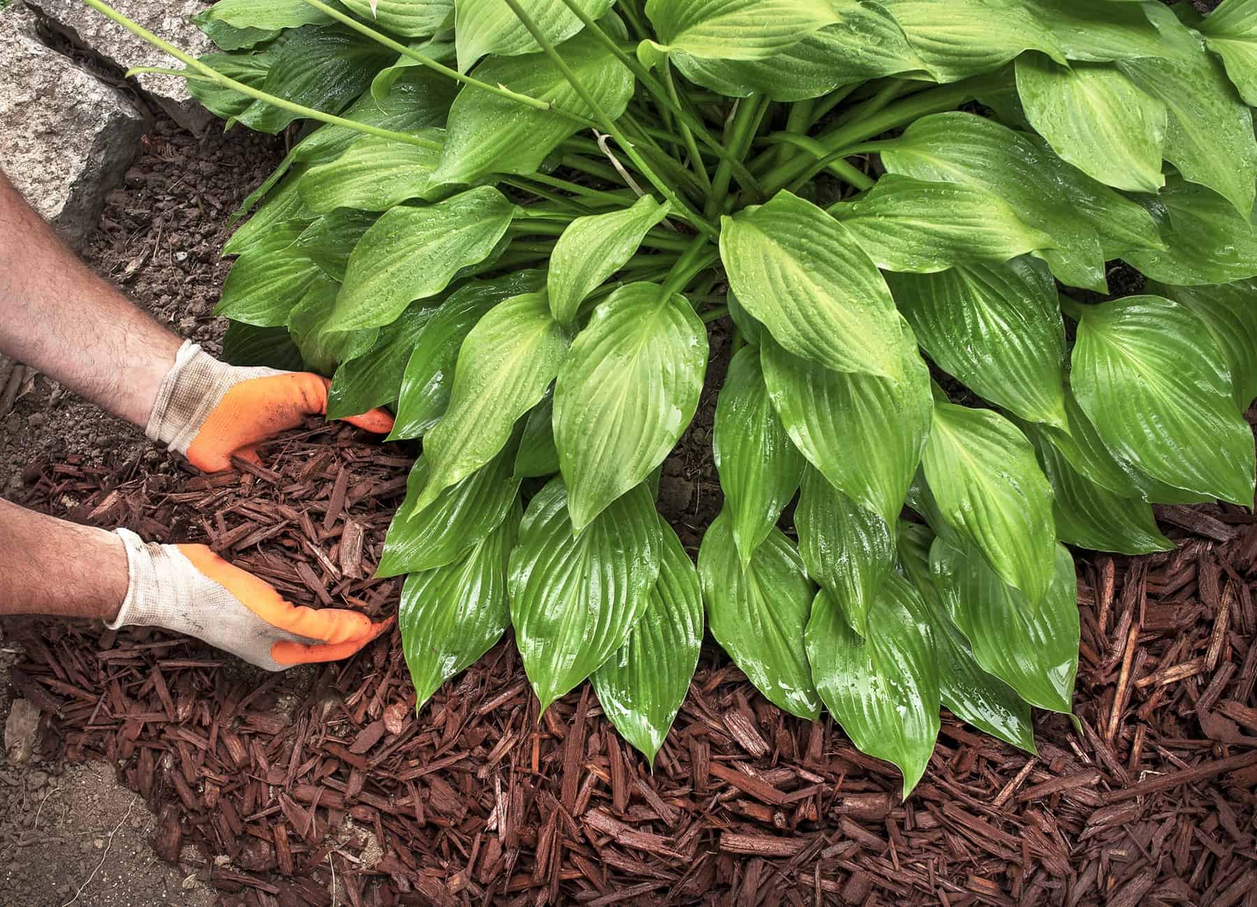 You are Most probably Mulching All Incorrect. How To Do It Appropriate. * Large Weblog of Gardening