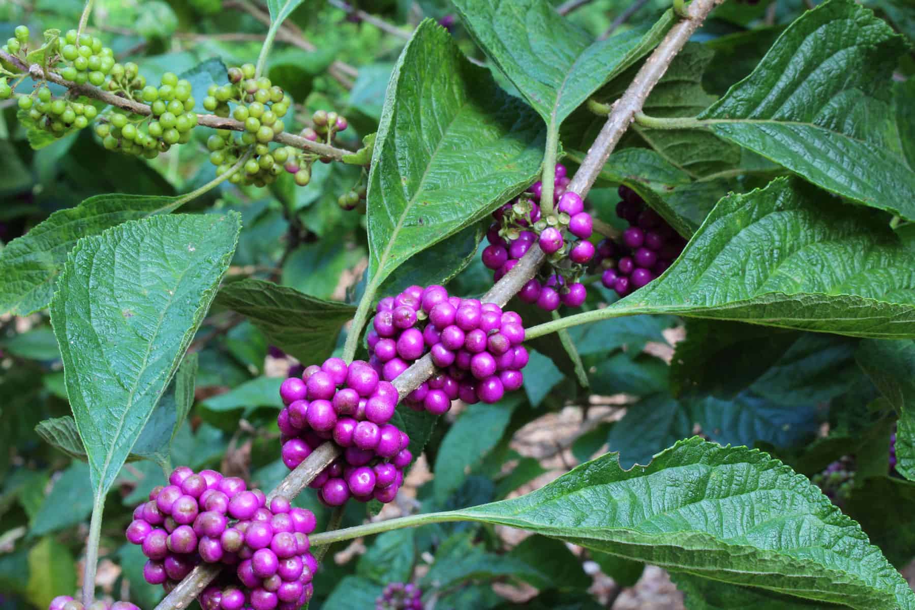 Fall’s Favourite Plant for Wildlife * Large Weblog of Gardening