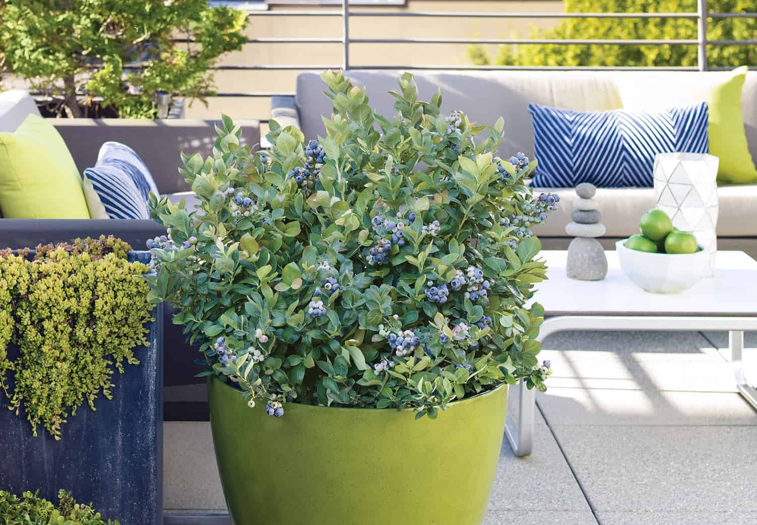 Winter Deal with Container Blueberries * Large Weblog of Gardening