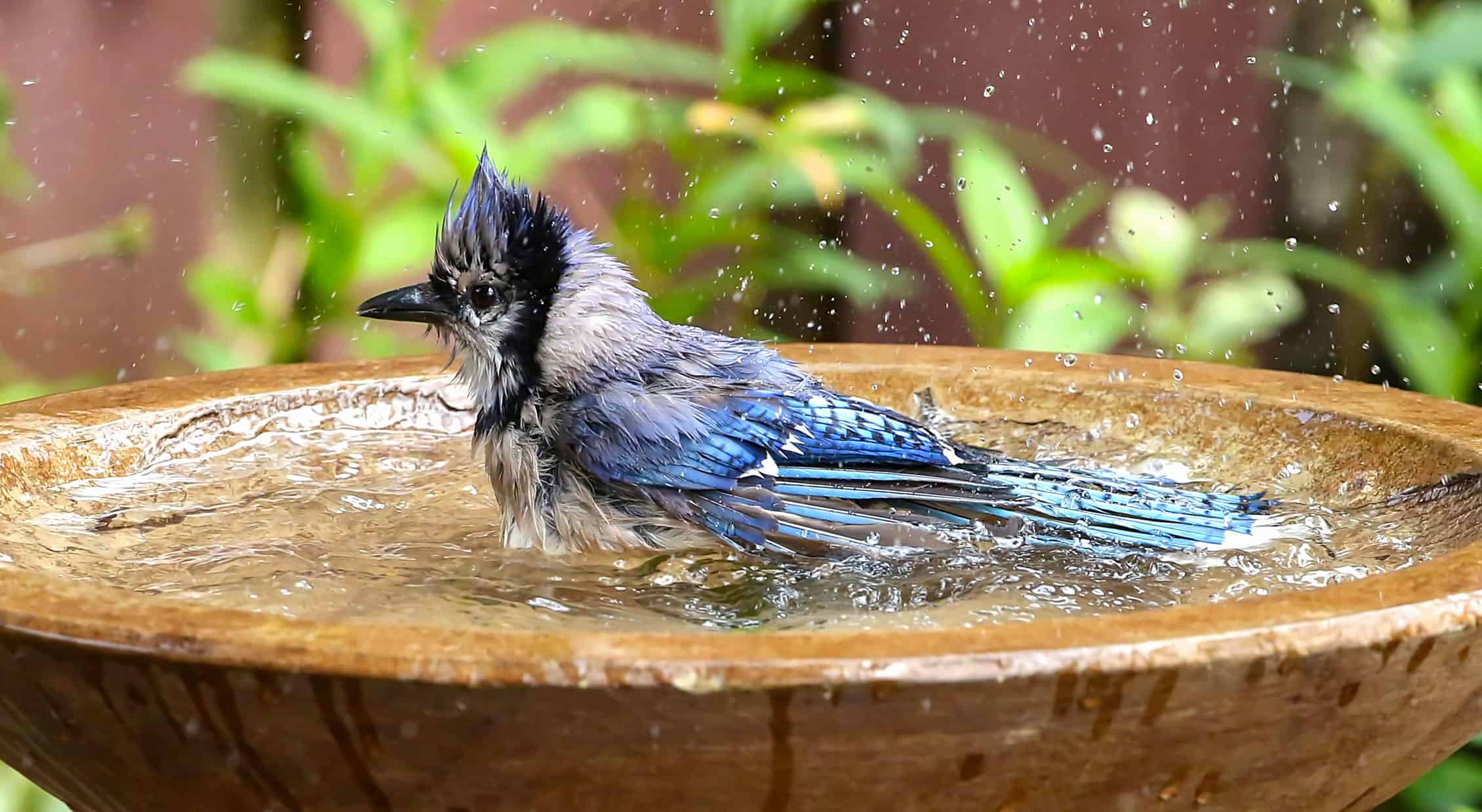 How To Attraction to Birds to Birdbaths * Huge Weblog of Gardening