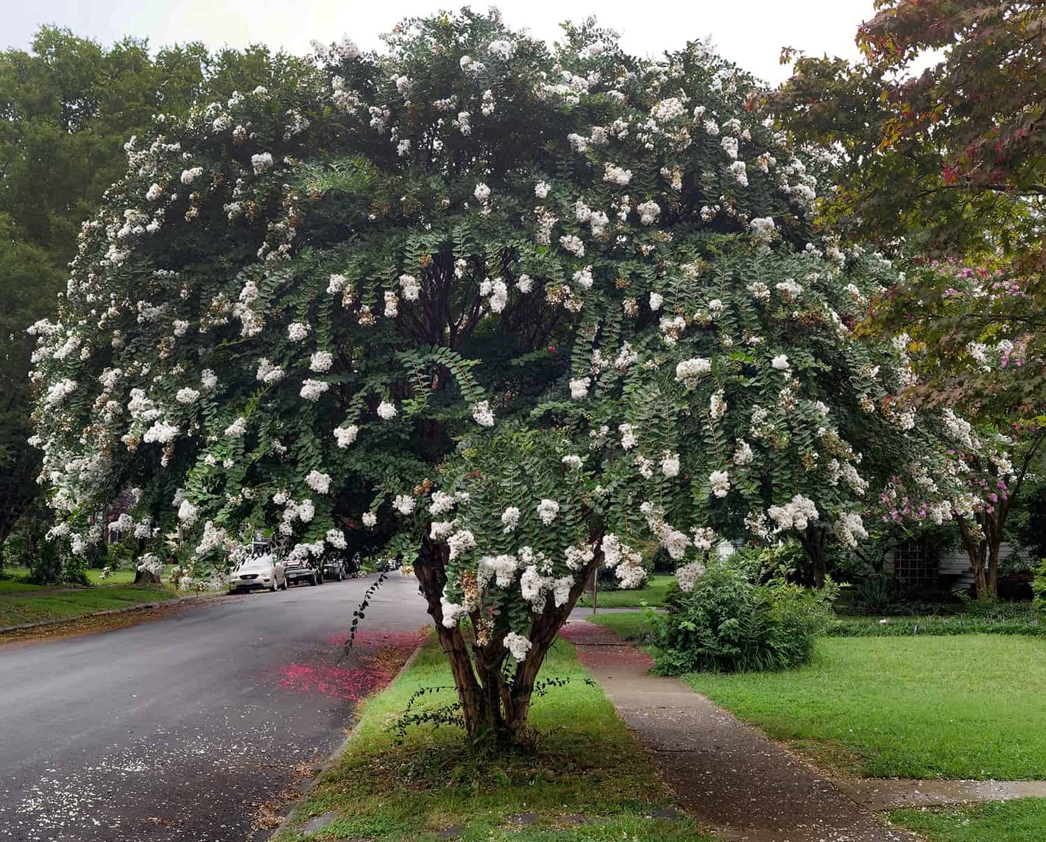 Is It a Small Tree or a Large Shrub? The Distinction Would possibly Not Be Apparent. * Large Weblog of Gardening