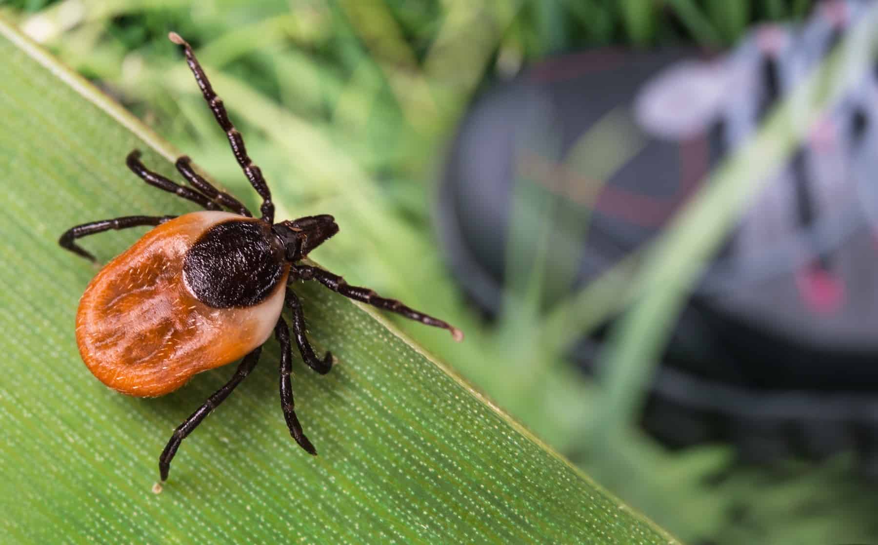 One of many easiest methods to Avoid Tick Bites (From Somebody Who Virtually Died of Lyme Illness) * Monumental Weblog of Gardening