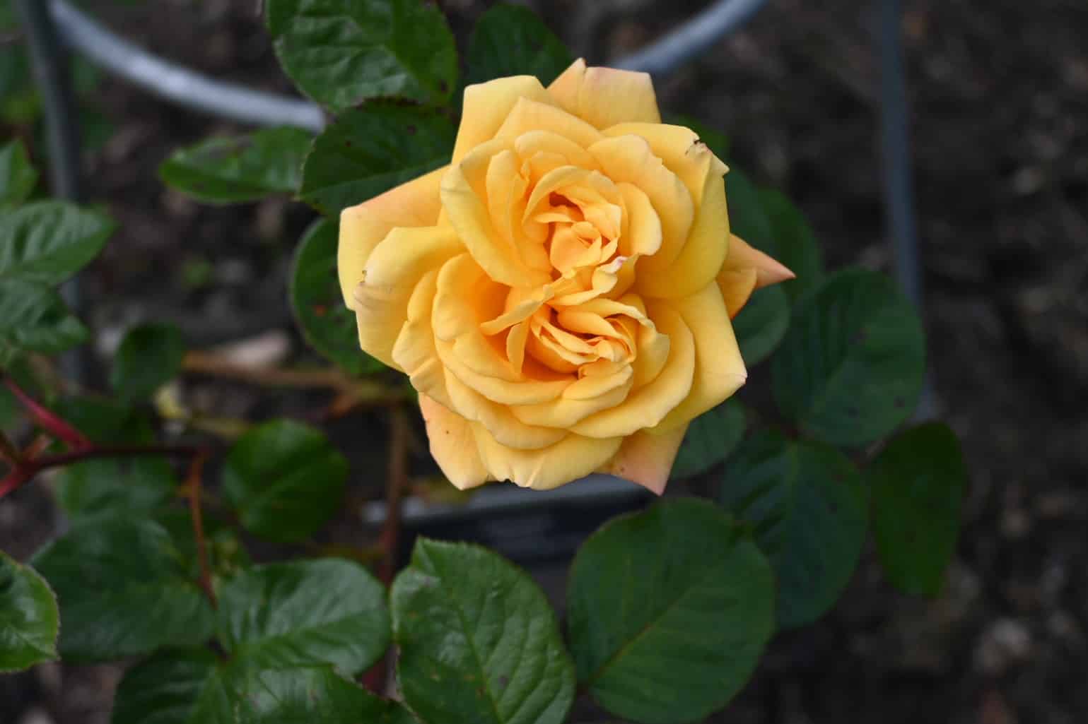 The best way by which to Deadhead Roses and Utterly completely different Flowers * Giant Weblog of Gardening