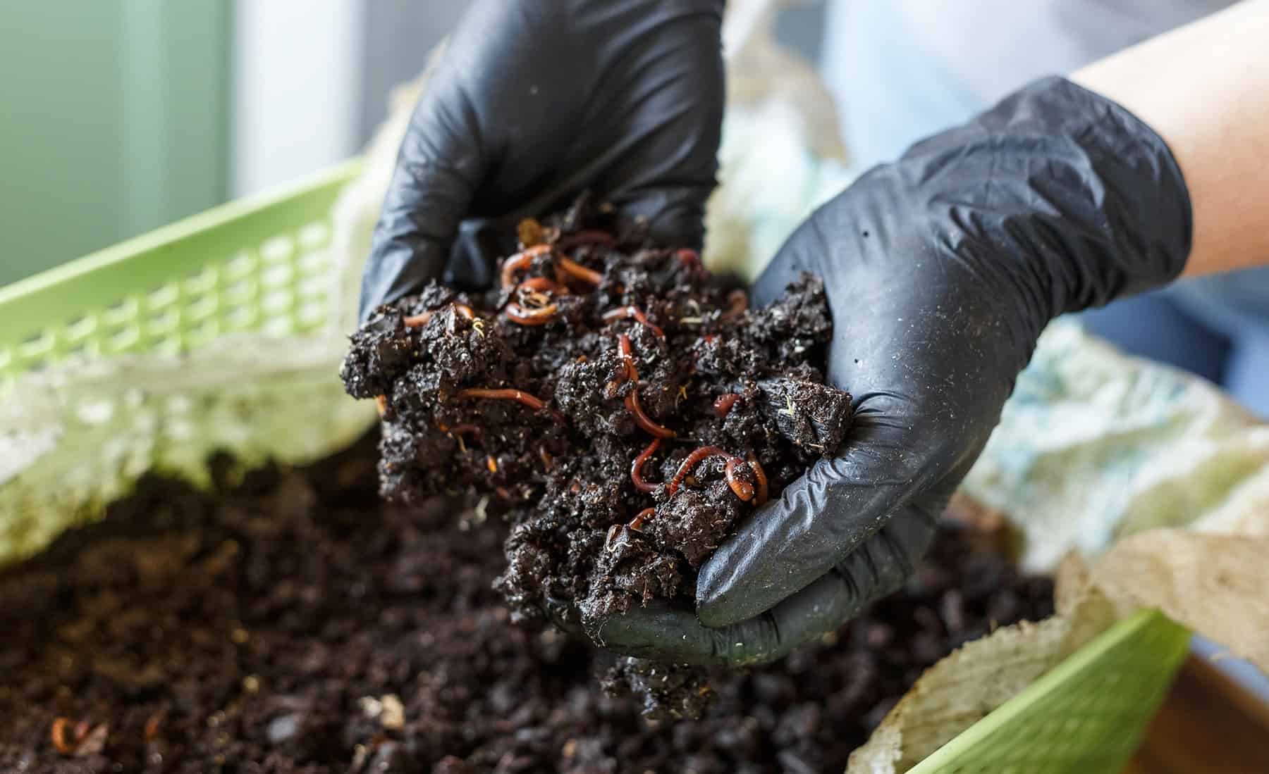 Your Full Knowledge to Worthwhile Vermicomposting * Large Weblog of Gardening