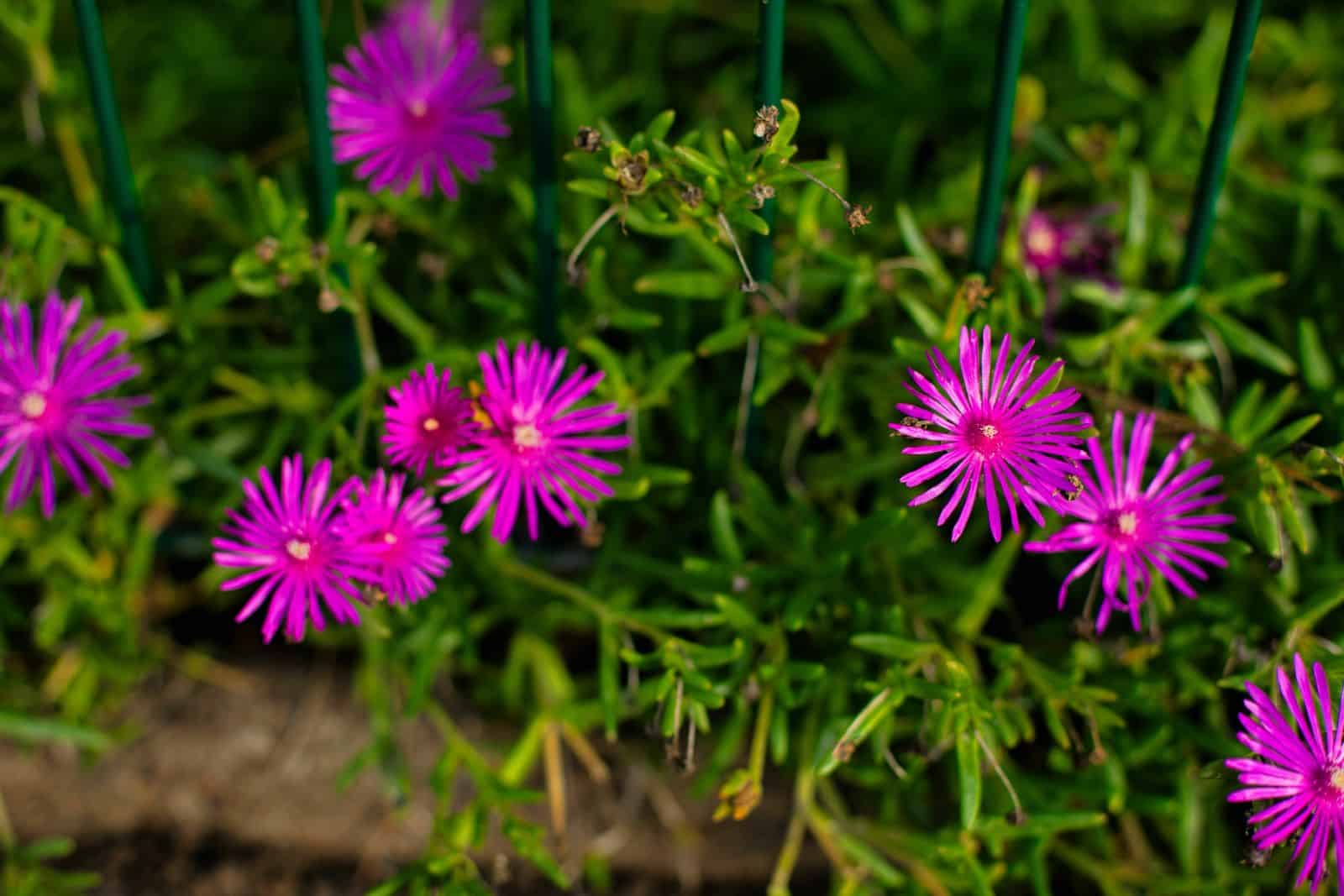 11 Shade-Loving Perennials That Protect Weeds Away * Giant Weblog of Gardening