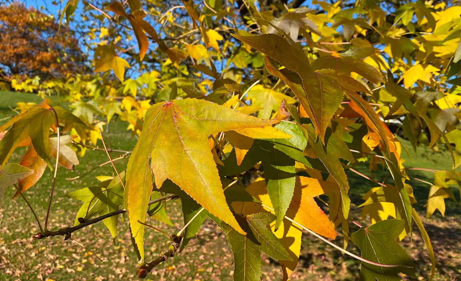 Flip Tree Leaves into Compost, Mulch and Pure Fertilizer * Huge Weblog of Gardening